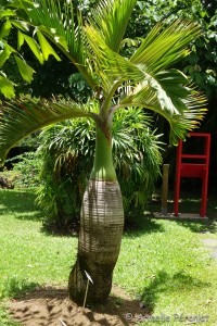 Guadeloupe Août 2015-02822        